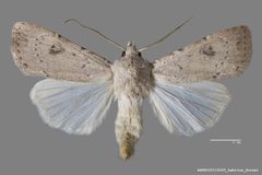 Agrotis vetusta ASUHIC0115025 by Arizona State University Hasbrouck Insect Collection. Used under a CC0 license.