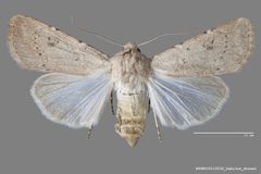 Agrotis vetusta catenuloides ASUHIC0115032 by Arizona State University Hasbrouck Insect Collection. Used under a CC0 license.