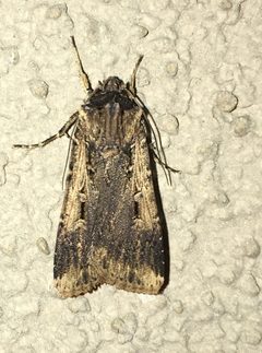 Agrotis volubilis 2539347 by Jesse Rorabaugh. Used under a CC BY 4.0 license.