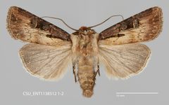 Agrotis volubilis CSU ENT1138512 by CSU, Department of Bioagricultural Sciences and Pest Management. Used under a CC0 license.