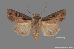 Agrotis volubilis fumipennis ASUHIC0115004 by Arizona State University Hasbrouck Insect Collection. Used under a CC0 license.