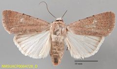 Anicla biformata NMSUACP0064728 D by NMSU. Used under a CC0 license.