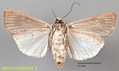 Anicla biformata NMSUACP0064728 V by NMSU. Used under a CC0 license.