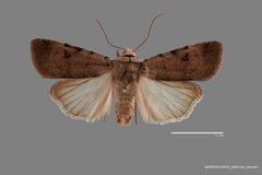Anicla exuberans ASUHIC0119633 by Arizona State University Hasbrouck Insect Collection. Used under a CC0 license.