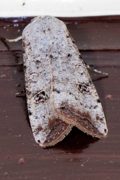 Anicla infecta 94258844 by Ben Smith. Used under a CC BY 4.0 license.