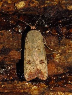 Anicla infecta 95658468 by David Dodd. Used under a CC BY 4.0 license.