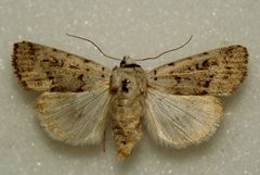 Anicla tepperi - Parr Hill Lake - Saskatchewan - Canada - 06-08-12 - Flickr - Bennyboymothman by Ben Sale from UK. Used under a CC BY 2.0 license.