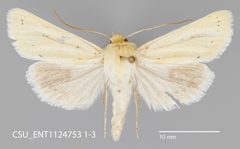 Copablepharon atrinotum CSU ENT1124753 by CSU, Department of Bioagricultural Sciences and Pest Management. Used under a CC0 license.