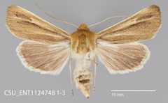Copablepharon fuscum CSU ENT1124748 by CSU, Department of Bioagricultural Sciences and Pest Management. Used under a CC0 license.