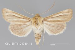 Copablepharon fuscum CSU ENT1124749 by CSU, Department of Bioagricultural Sciences and Pest Management. Used under a CC0 license.