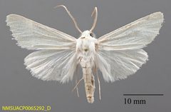 Copablepharon serratigrande NMSUACP0065292 D by NMSU. Used under a CC0 license.