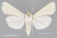 Copablepharon spiritum lutescens CSU ENT1126522 by CSU, Department of Bioagricultural Sciences and Pest Management. Used under a CC0 license.
