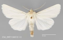 Copablepharon spiritum spiritum CSU ENT1126513 by CSU, Department of Bioagricultural Sciences and Pest Management. Used under a CC0 license.