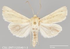 Copablepharon viridisparsa gilvum CSU ENT1123540 by CSU, Department of Bioagricultural Sciences and Pest Management. Used under a CC0 license.