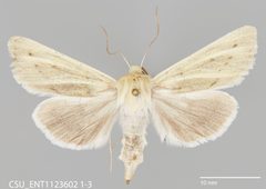 Copablepharon viridisparsa gilvum CSU ENT1123602 by CSU, Department of Bioagricultural Sciences and Pest Management. Used under a CC0 license.