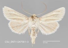 Copablepharon viridisparsa hopfingeri CSU ENT1124758 by CSU, Department of Bioagricultural Sciences and Pest Management. Used under a CC0 license.