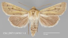 Copablepharon viridisparsa ravum CSU ENT1124761 by CSU, Department of Bioagricultural Sciences and Pest Management. Used under a CC0 license.