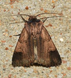 Dichagyris grotei - moth by Wildreturn. Used under a CC BY 2.0 license.