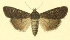 Euxoa adumbrata by Unknown. (Editor: Adalbert Seitz). Used under a Public domain license.