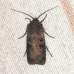 Euxoa albipennis 50559451 by Dan MacNeal. Used under a CC BY 4.0 license.