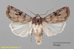 Euxoa albipennis dorsal by NMSU. Used under a CC0 license.