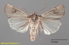 Euxoa albipennis ventral by NMSU. Used under a CC0 license.