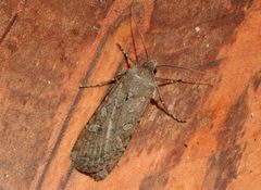 Euxoa auxiliaris by Whitney Cranshaw, Colorado State University, Bugwood.org. Used under a CC BY 3.0 us license.