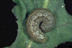 Euxoa auxiliaris caterpillar by Frank Peairs, Colorado State University, United States. Used under a CC BY 3.0 us license.