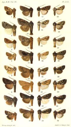 CATALOGUE-BM-LXI by Sir GEORGE F. HAMPSON, Bart.. Used under a Public domain license.