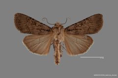 Euxoa choris ASUHIC0120244 habitus dorsal 1569959824 lg by Arizona State University Hasbrouck Insect Collection. Used under a CC0 license.