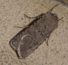 Euxoa comosa P1110079b by 
xpda. Used under a CC BY-SA 4.0 license.