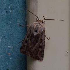 Rubbed Dart2 by Dendroica cerulea. Used under a CC BY 2.0 license.