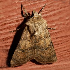 Euxoa difformis 03 by Libby Avis, Centre for Biodiversity Genomics. Used under a CC0 license.