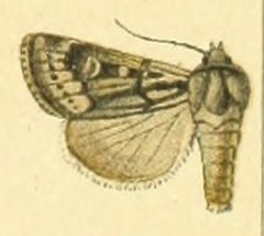 Euxoa opipara by Unknown. (Editor: Adalbert Seitz). Used under a Public domain license.