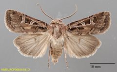 Euxoa divergens dorsal by NMSU. Used under a CC0 license.