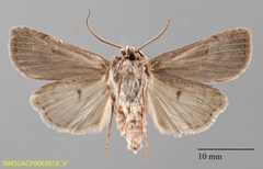 Euxoa divergens ventral by NMSU. Used under a CC0 license.