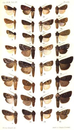 CATALOGUE-BM-LX by Sir GEORGE F. HAMPSON, Bart.. Used under a Public domain license.