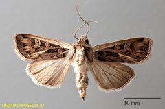 Euxoa flavidens dorsal by NMSU. Used under a CC0 license.