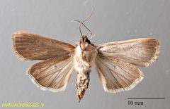 Euxoa flavidens ventral by NMSU. Used under a CC0 license.