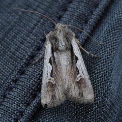 Euxoa hollemani by Jeffrey N. Murphy. Used under a CC BY-SA 4.0 license.