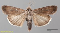 Euxoa inconcinna NMSUACP0065646 dorsal by NMSU. Used under a CC0 license.