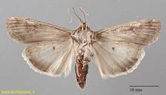 Euxoa inconcinna NMSUACP0065646 ventral by NMSU. Used under a CC0 license.