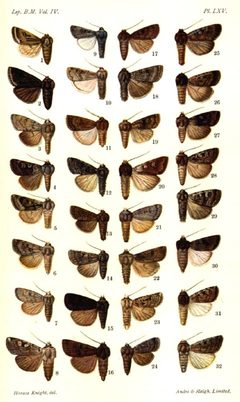 CATALOGUE-BM-LXV by Sir GEORGE F. HAMPSON, Bart.. Used under a Public domain license.