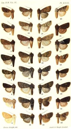 CATALOGUE-BM-LXIII by Sir GEORGE F. HAMPSON, Bart.. Used under a Public domain license.