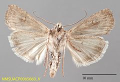 Euxoa maimes ventral by NMSU. Used under a CC0 license.