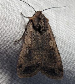 Euxoa messoria female dark by Jacy Lucier. Used under a CC BY-SA 4.0 license.