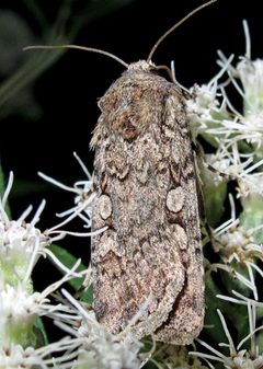 Euxoa messoria female light by Jacy Lucier. Used under a CC BY-SA 4.0 license.