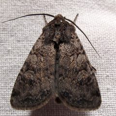Euxoa messoria male dark by Jacy Lucier. Used under a CC BY-SA 4.0 license.