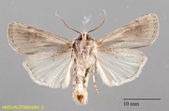 Euxoa obeliscoides ventral by NMSU. Used under a CC0 license.