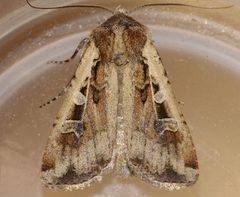 Euxoa ochrogaster 01 by CBG Photography Group, Centre for Biodiversity Genomics. Used under a CC0 license.